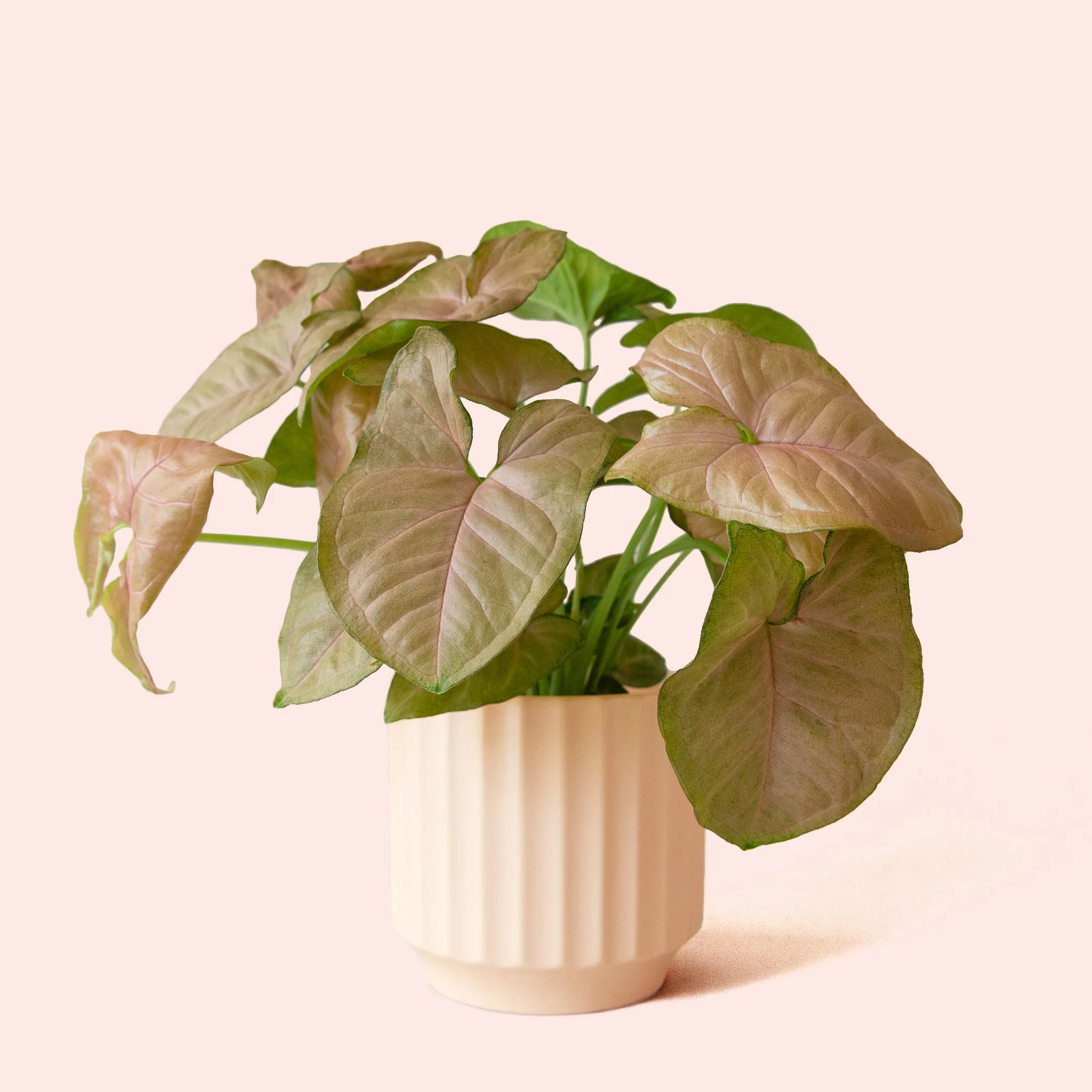 Syngonium | Arrowhead Pink - Image 10