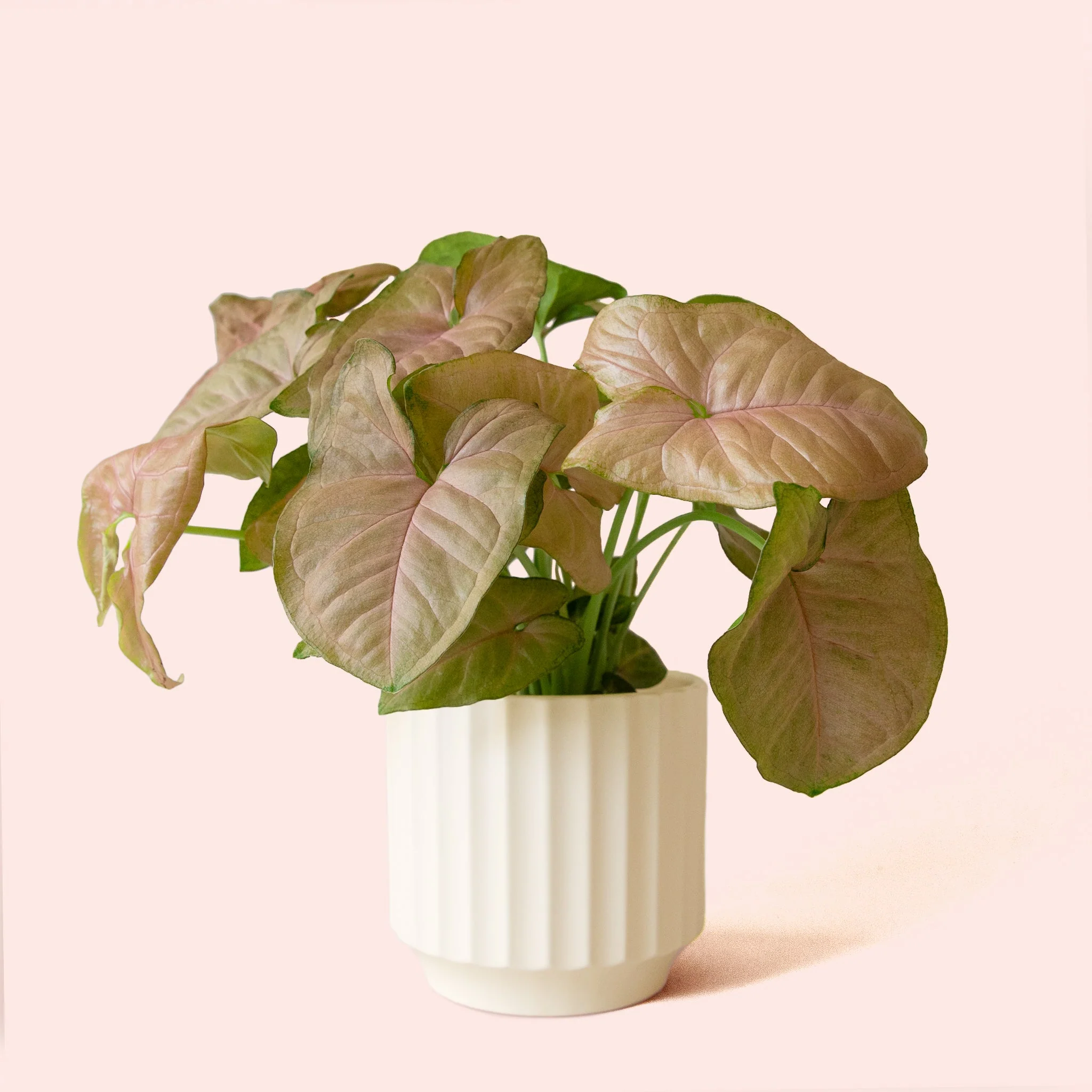 Syngonium | Arrowhead Pink - Image 11