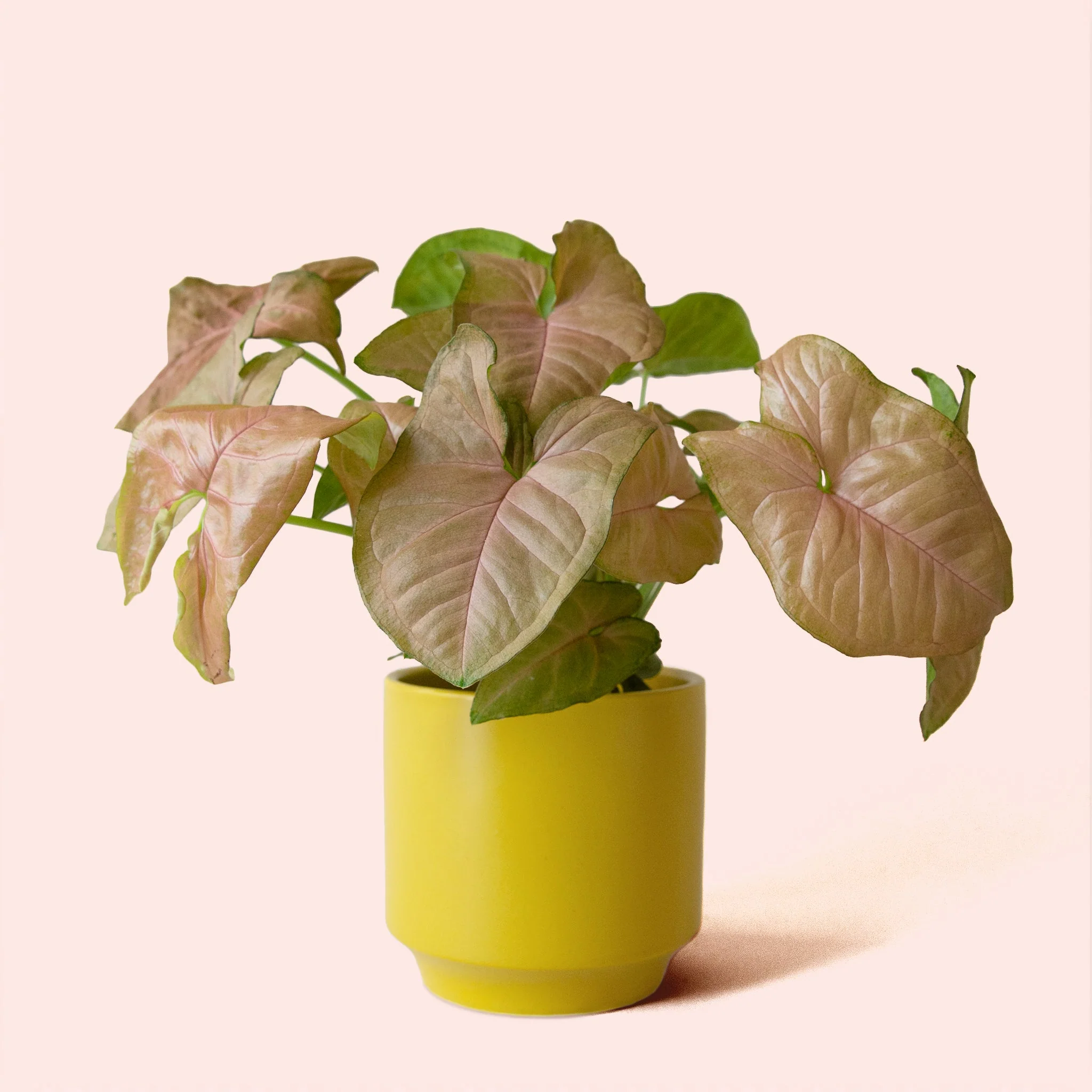 Syngonium | Arrowhead Pink - Image 12