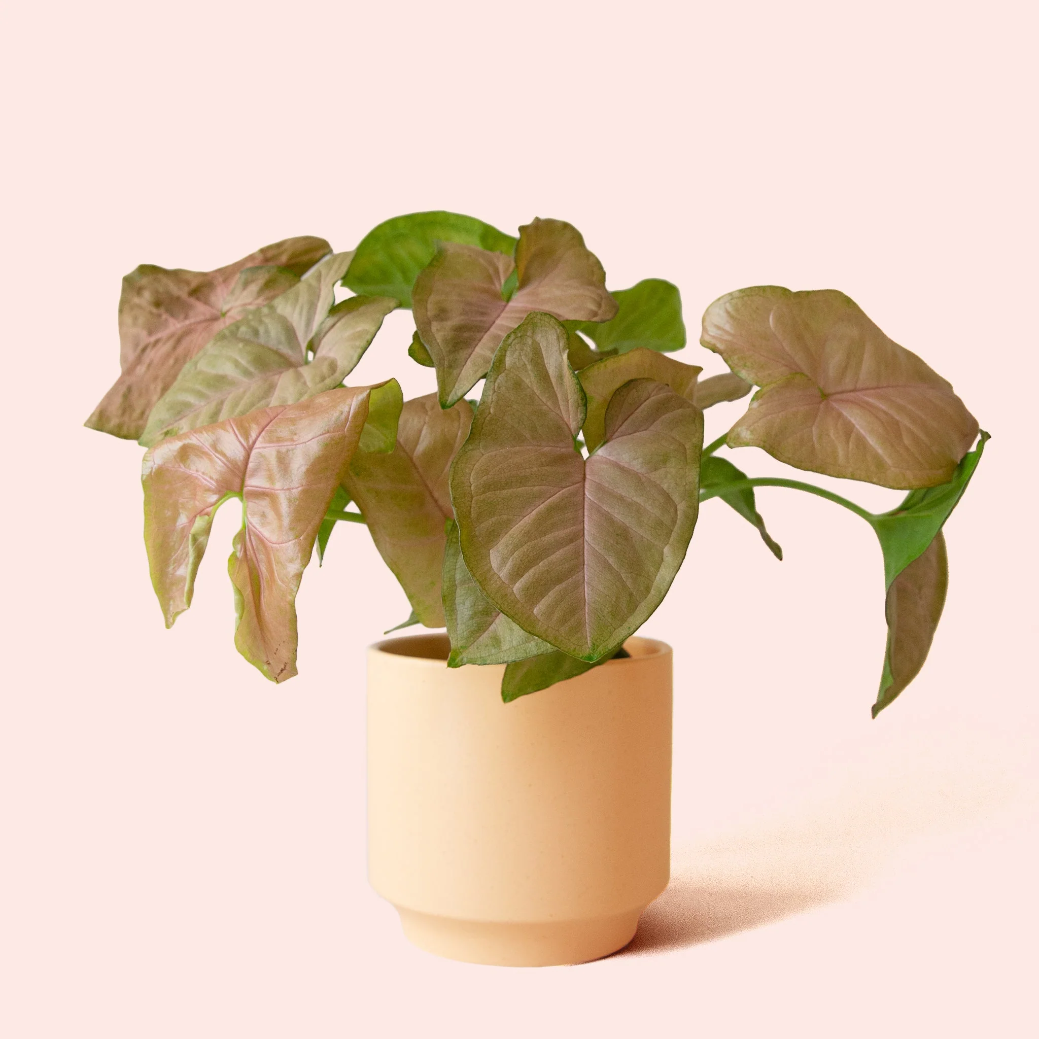 Syngonium | Arrowhead Pink - Image 13