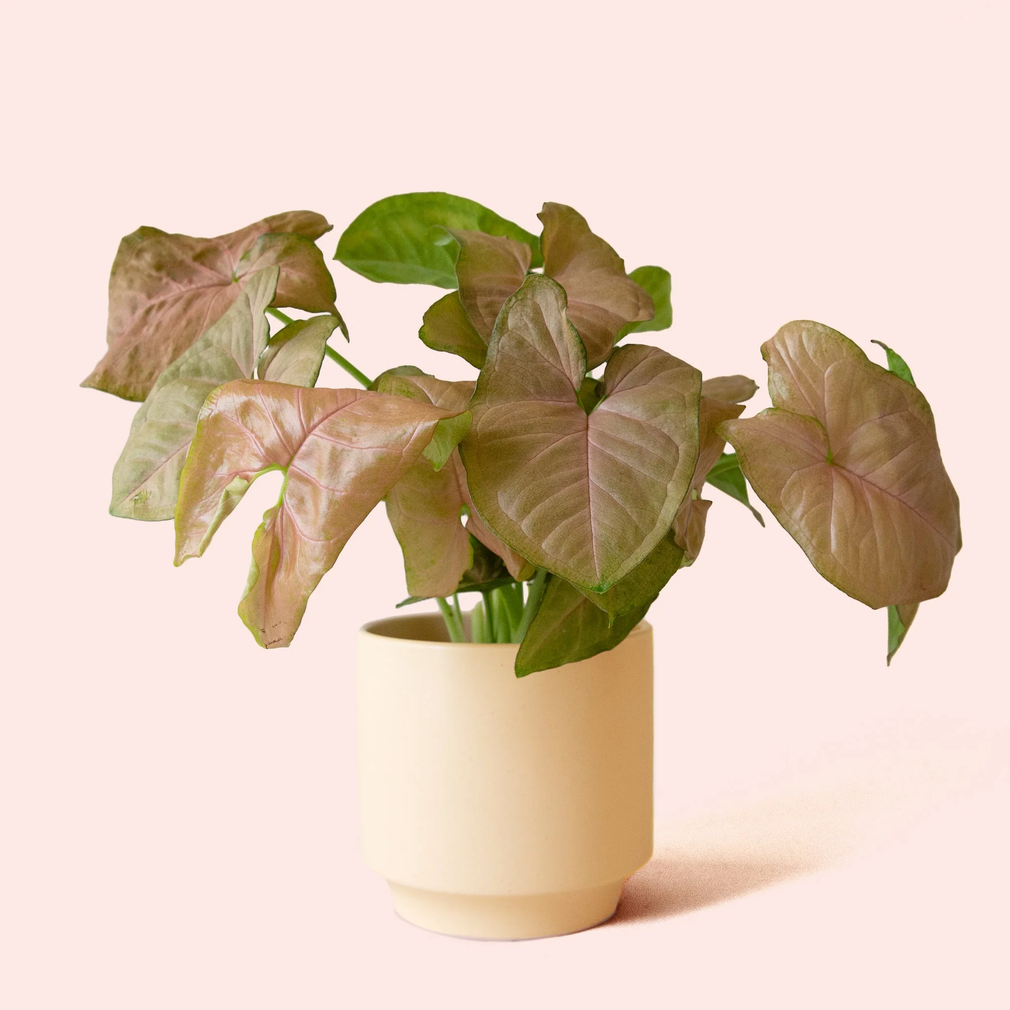 Syngonium | Arrowhead Pink - Image 14