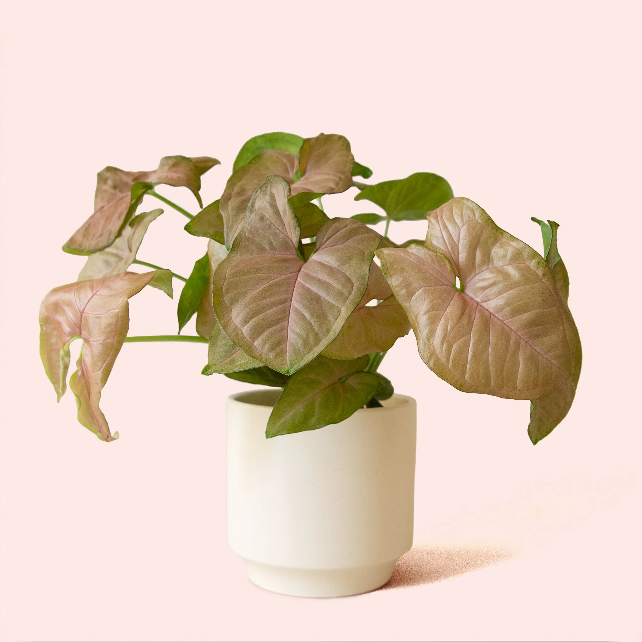 Syngonium | Arrowhead Pink - Image 15