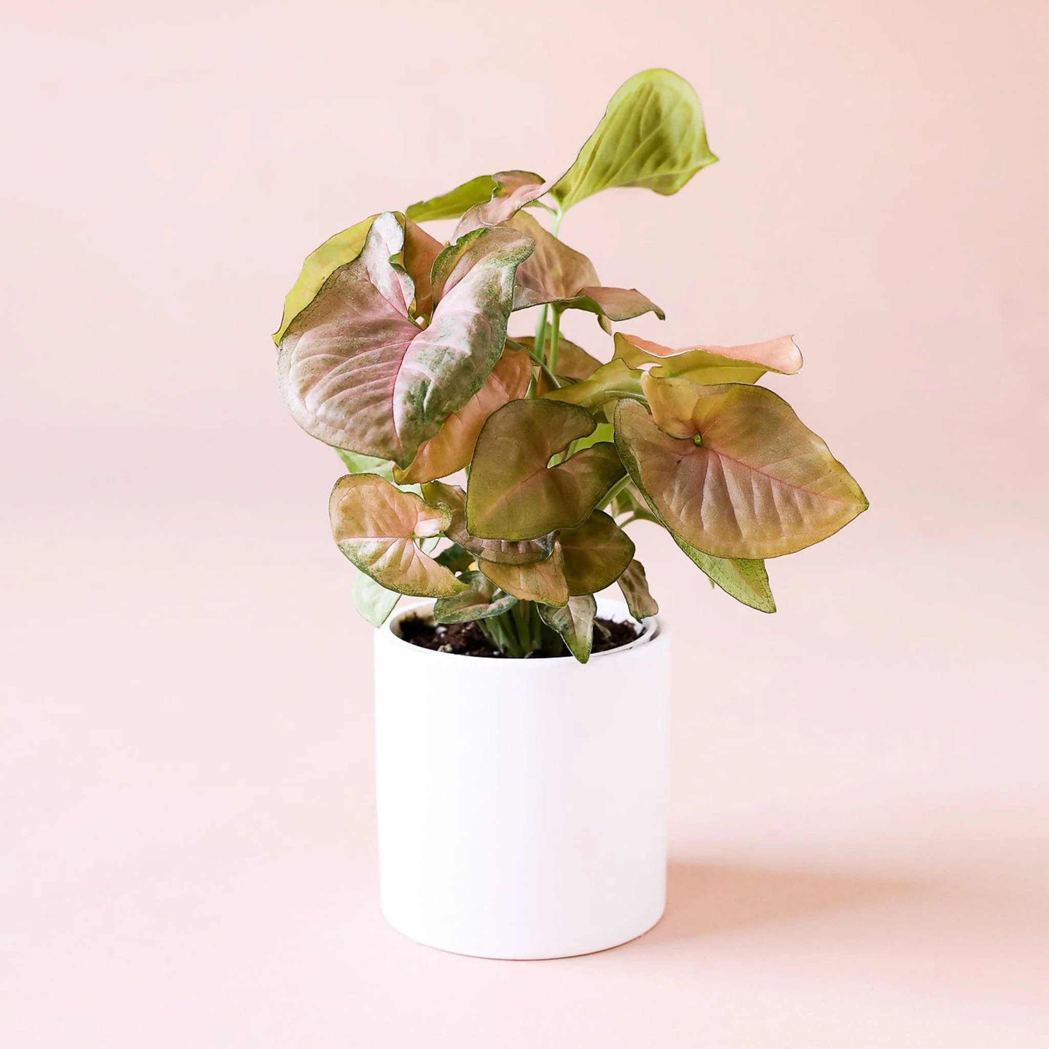 Syngonium | Arrowhead Pink - Image 16