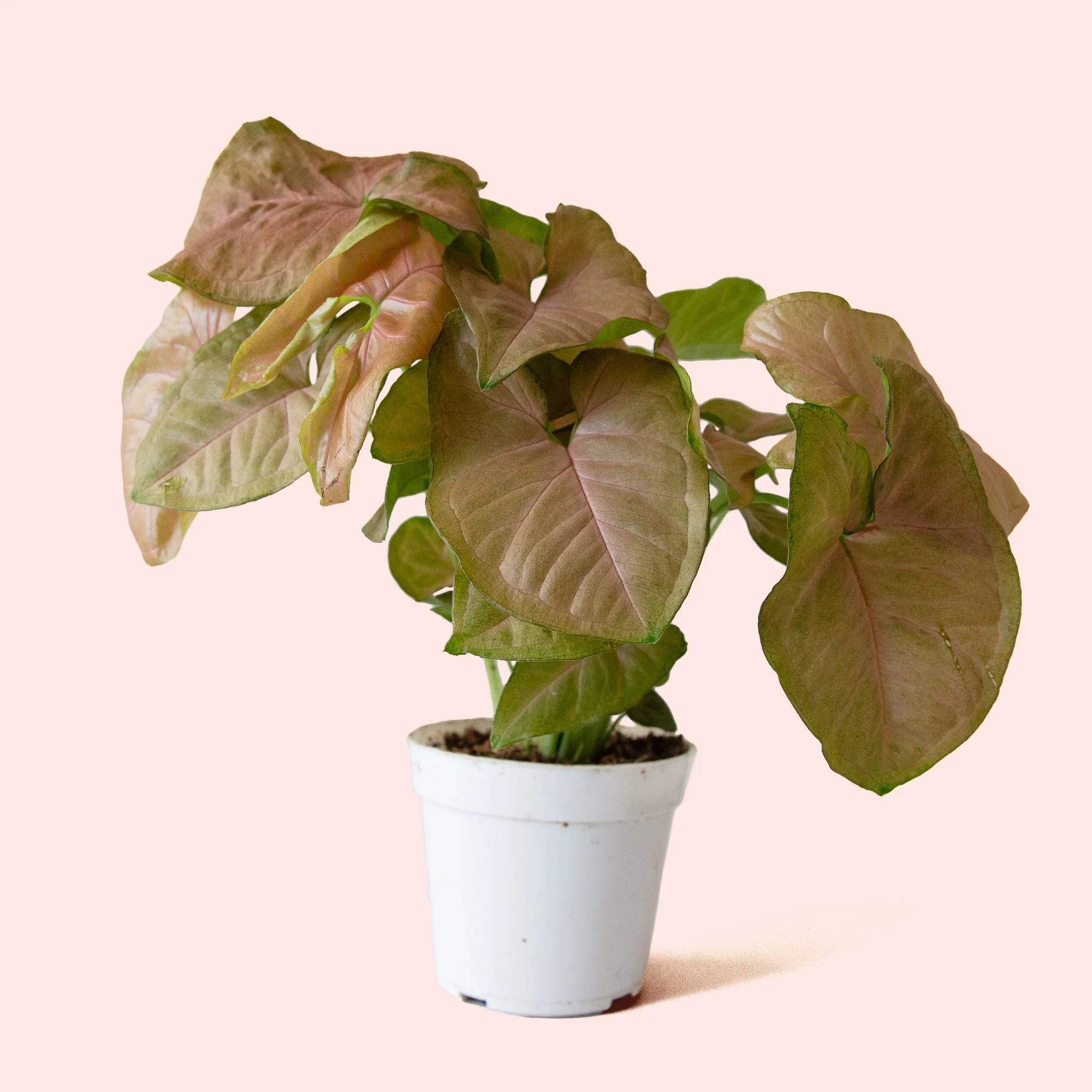 Syngonium | Arrowhead Pink - Image 3