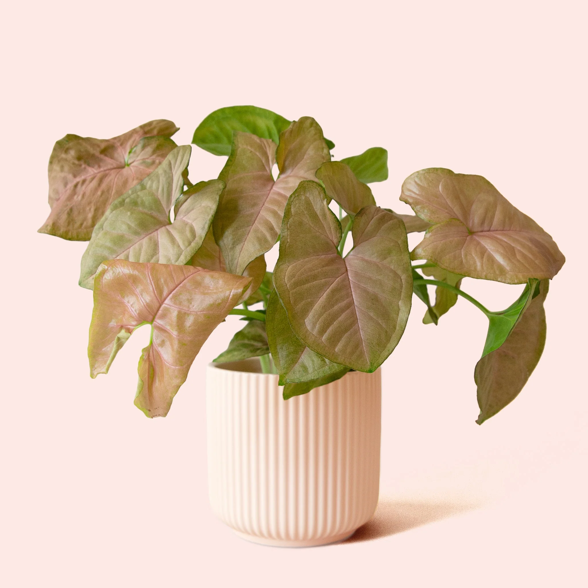 Syngonium | Arrowhead Pink - Image 4