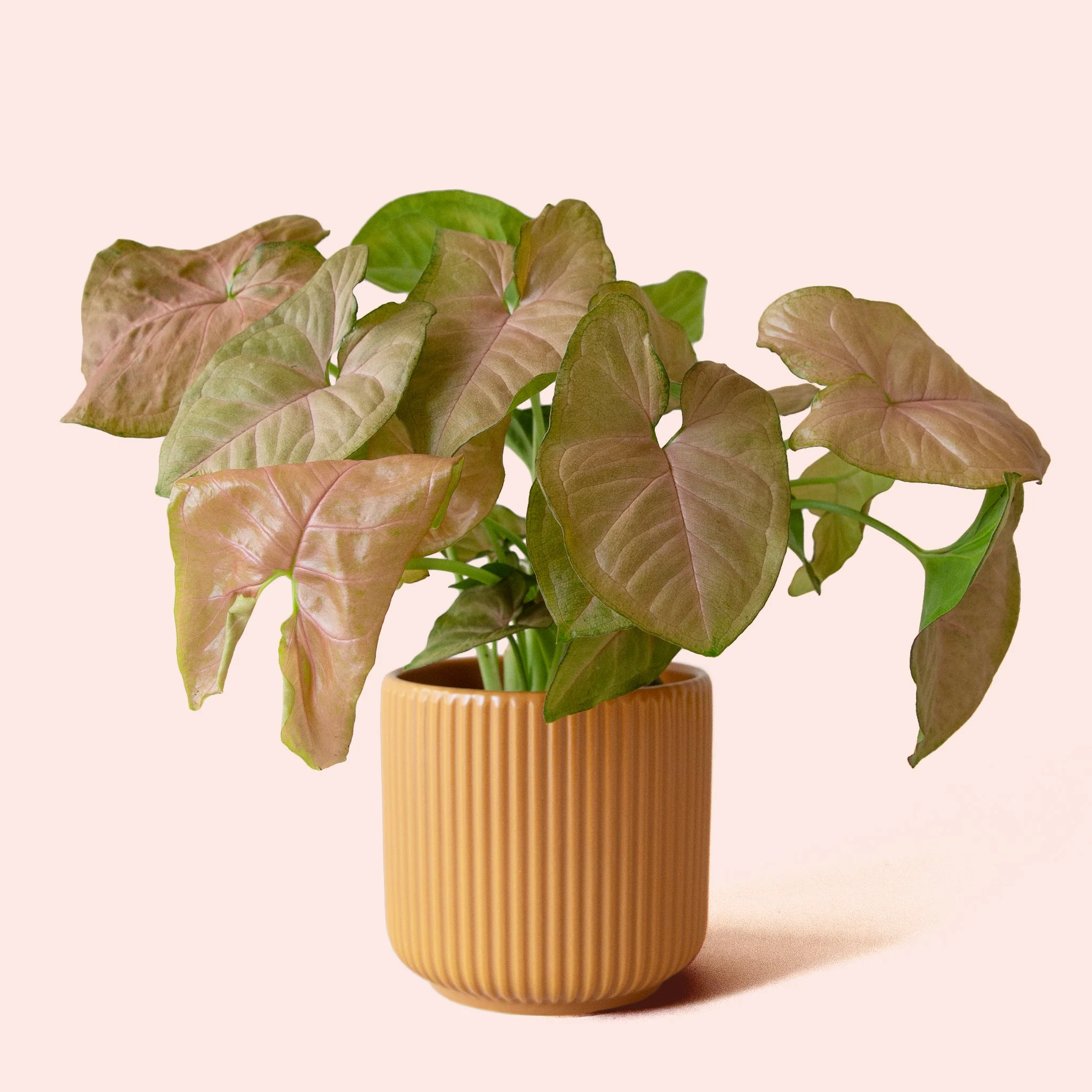Syngonium | Arrowhead Pink - Image 5
