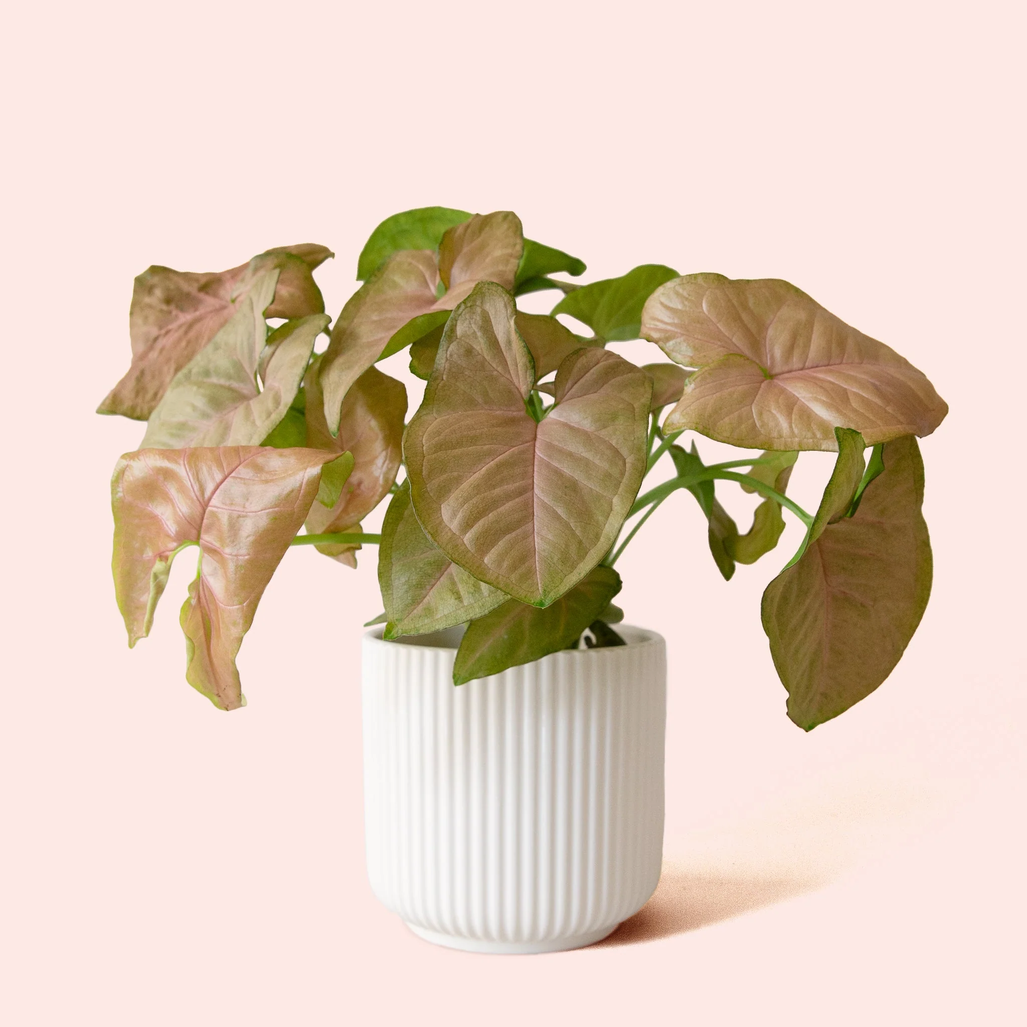 Syngonium | Arrowhead Pink - Image 6