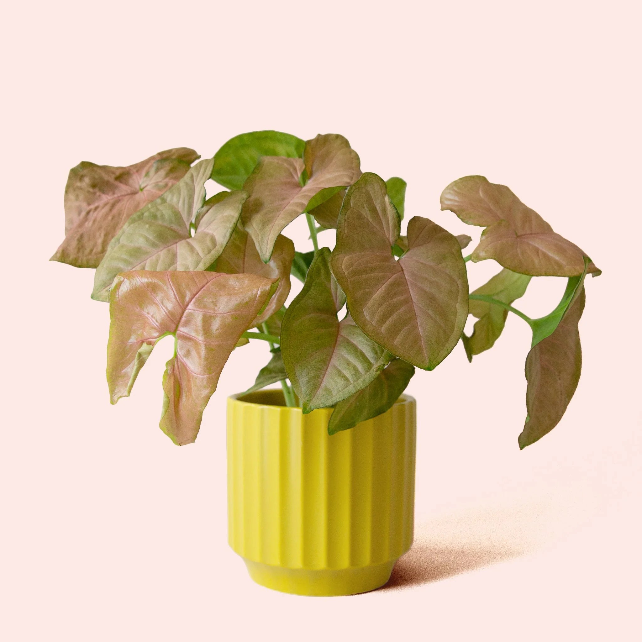 Syngonium | Arrowhead Pink - Image 7