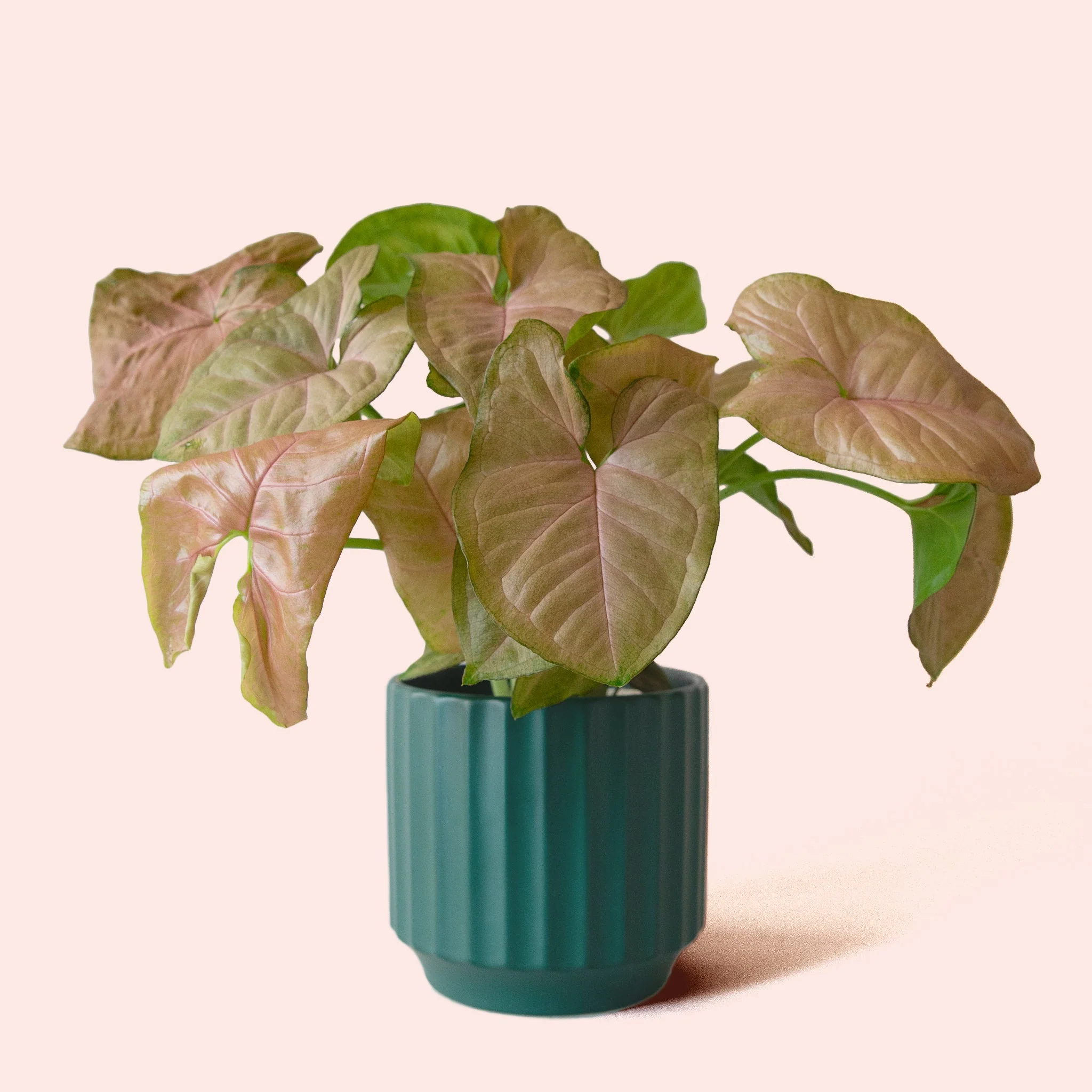 Syngonium | Arrowhead Pink - Image 8