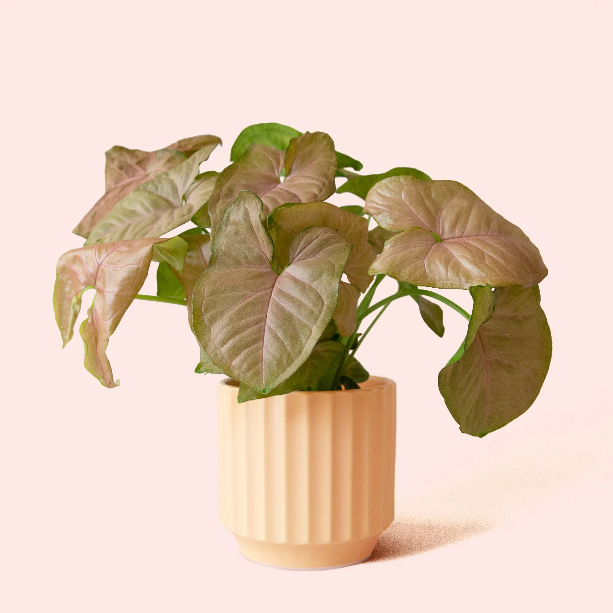 Syngonium | Arrowhead Pink - Image 9